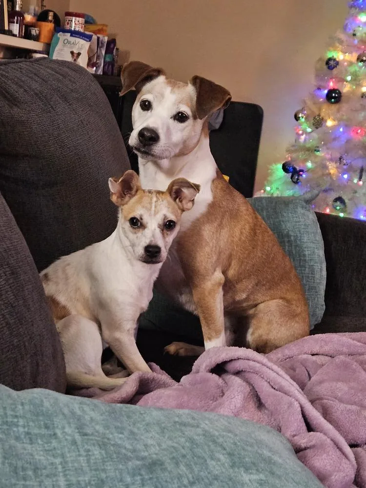 Shortbread thumbnail 5