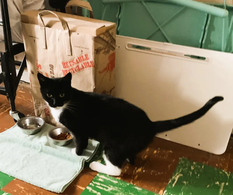 Morticia thumbnail 2