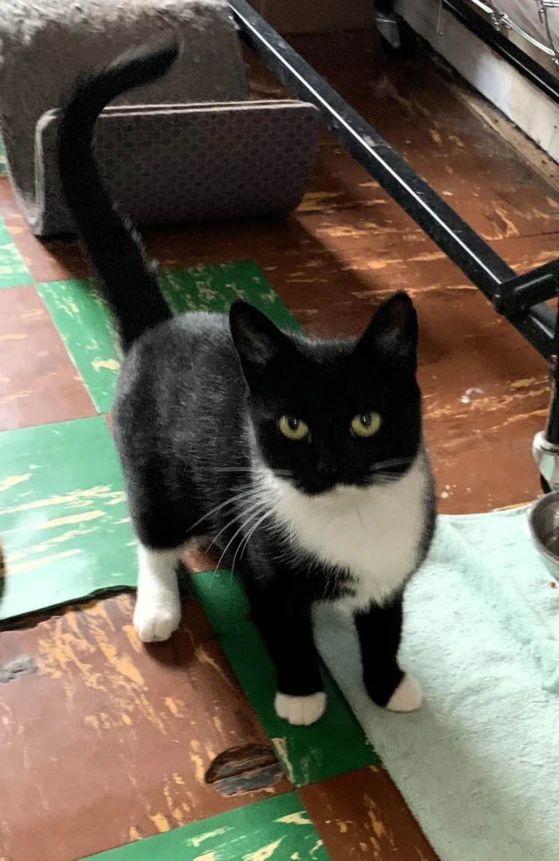 Morticia thumbnail 3