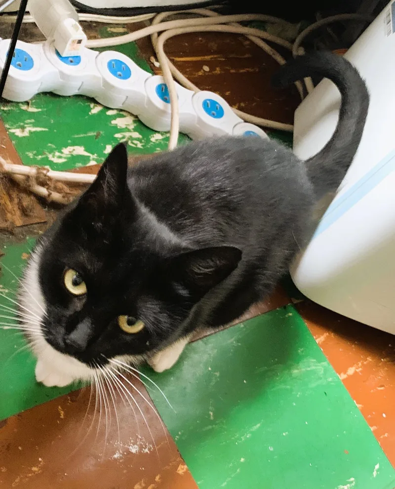 Morticia thumbnail 5