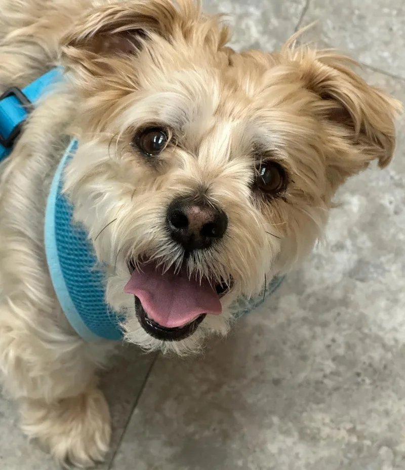 An adult small-sized male Yorkie Poo dog named Charlie for adoption in Staten Island, NY