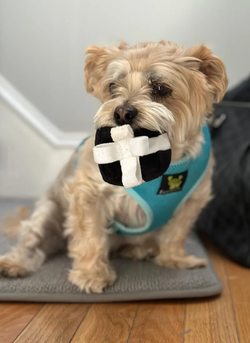 Charlie thumbnail 2