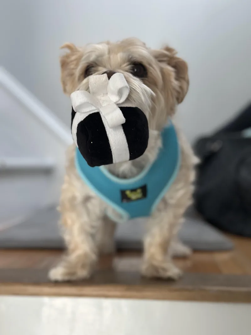 Charlie thumbnail 3