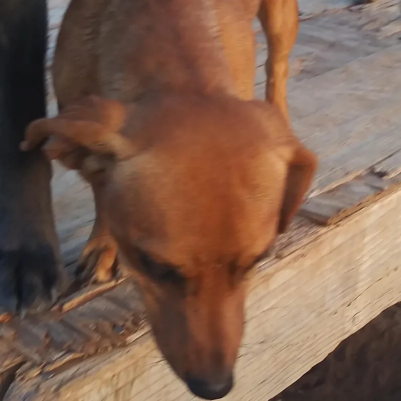 A young small-sized male Miniature Dachshund dog named Abner for adoption in Anton, TX