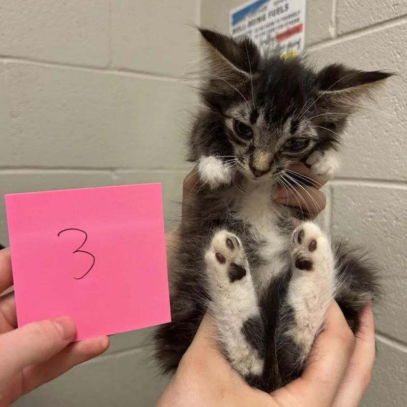 A baby small-sized male Brown / Chocolate Domestic Medium Hair cat named Lou for adoption in Bristol, IN