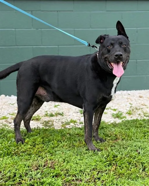 An adult extra large-sized male Labrador Retriever dog named Nixon for adoption in Naples, FL