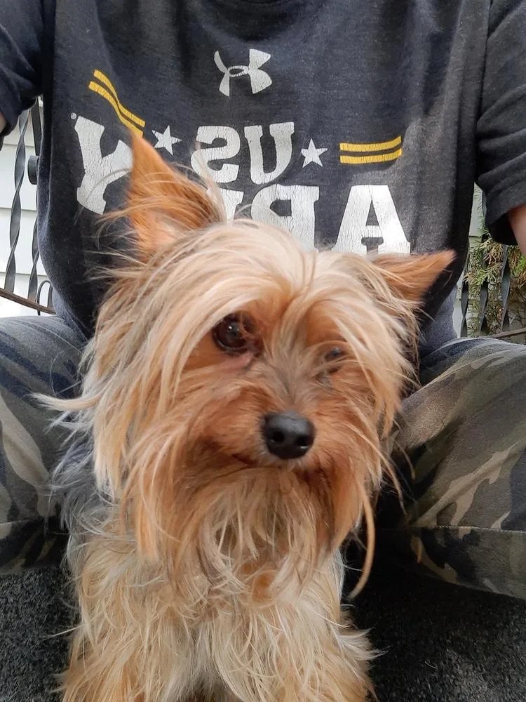 An adult small-sized male Brown / Chocolate Yorkshire Terrier dog named Hagrid for adoption in Anoka, MN
