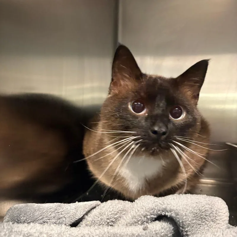An adult small-sized male Seal Point Siamese cat named Bigsbee for adoption in West Des Moines, IA