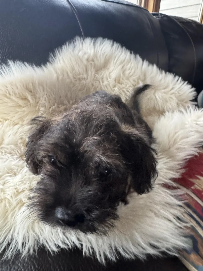 A baby small-sized male French Bulldog dog named Ruger for adoption in Glenwood City, WI