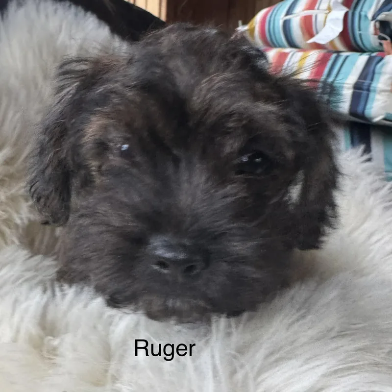 Ruger thumbnail 3