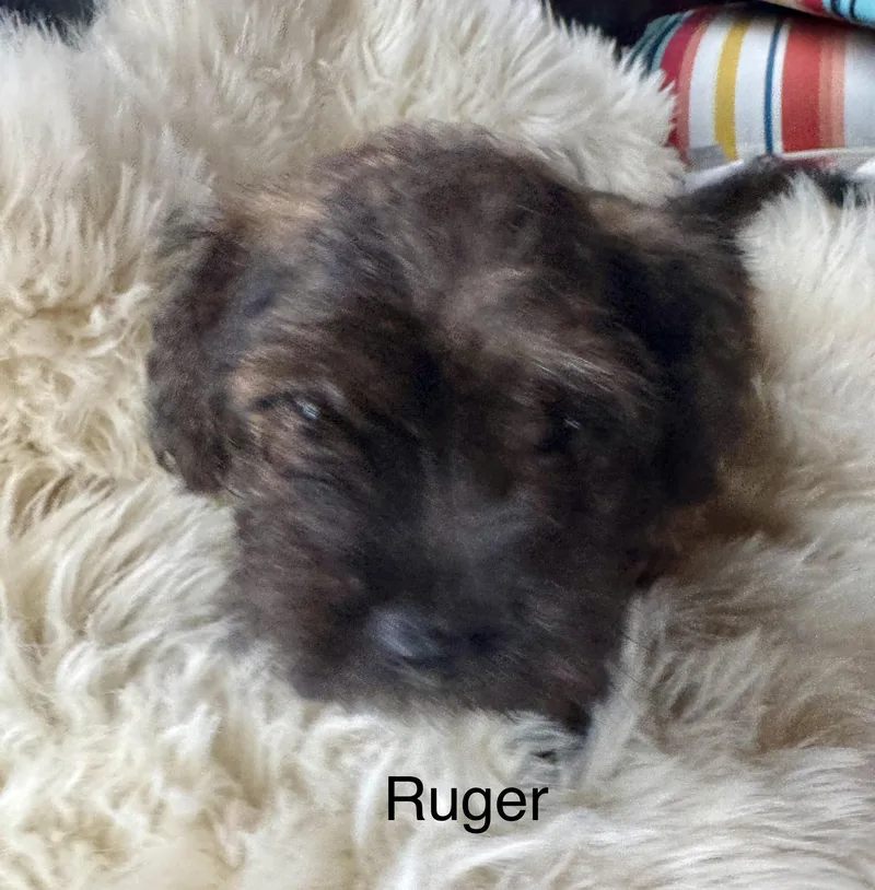 Ruger thumbnail 5