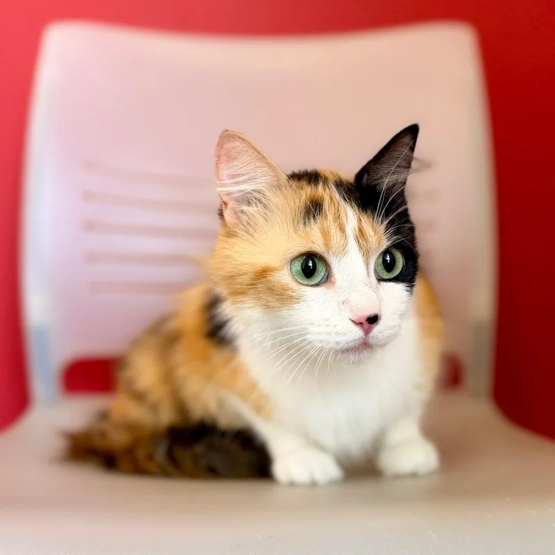 An adult medium-sized female Calico Domestic Medium Hair cat named Sprinkles for adoption in Green Bay, WI