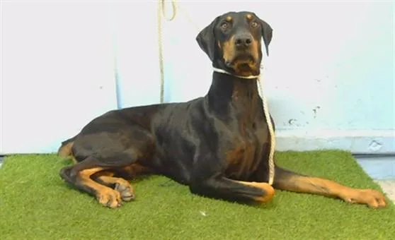 A young large-sized male Doberman Pinscher dog named A for adoption in Gardena, CA