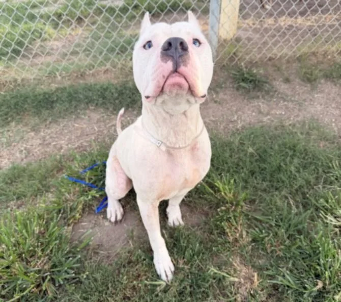 An adult medium-sized male Staffordshire Bull Terrier dog named Lal for adoption in Houston, TX