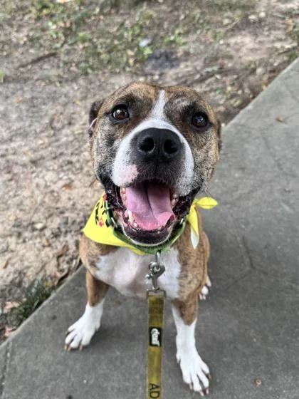 An adult medium-sized male Pit Bull Terrier dog named Rocky for adoption in Atlanta, GA