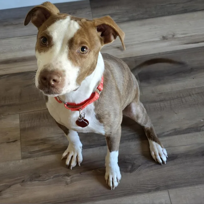 An adult large-sized male Brown / Chocolate Pit Bull Terrier dog named Sj for adoption in Greenville, SC