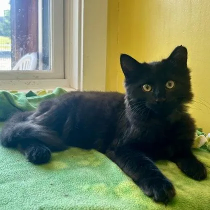 An adult medium-sized male Domestic Short Hair cat named Capshaw for adoption in East Montpelier, VT