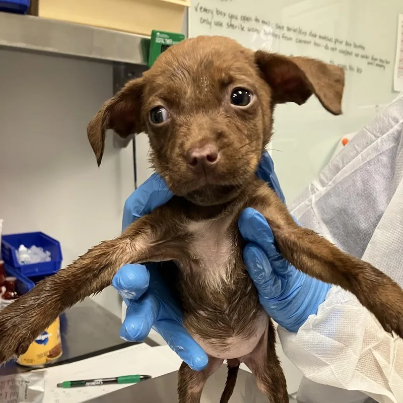 A baby small-sized female Brown / Chocolate Mixed Breed dog named Squirtle for adoption in Greenville, SC