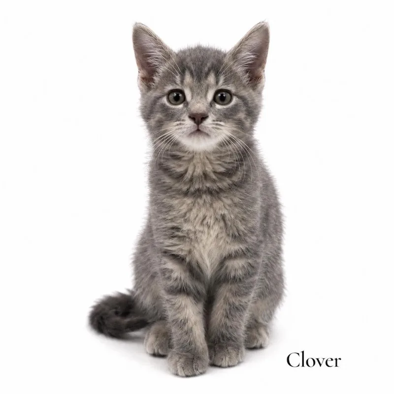 A baby medium-sized female Tabby (Gray / Blue / Silver) Domestic Short Hair cat named Clover for adoption in Stevensville, MI