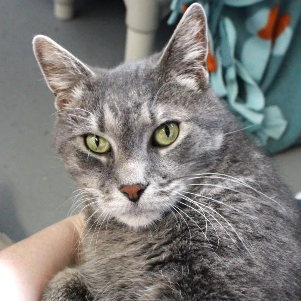 An adult medium-sized male Domestic Short Hair cat named Franklin for adoption in Des Moines, IA