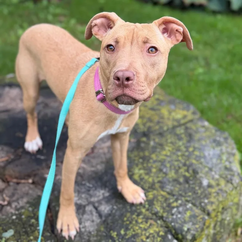 A young medium-sized female Mixed Breed dog named Agnes for adoption in Oshkosh, WI