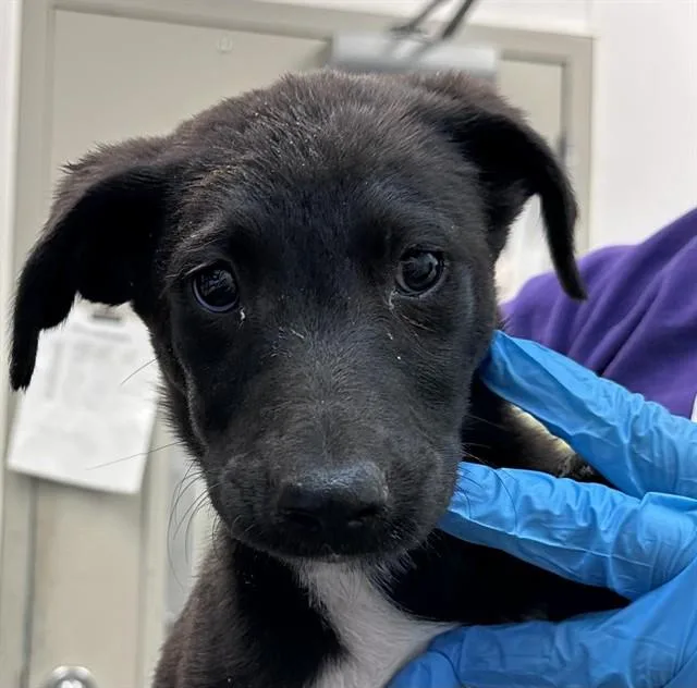 A baby small-sized female German Shepherd Dog dog named Panda for adoption in Tucson, AZ