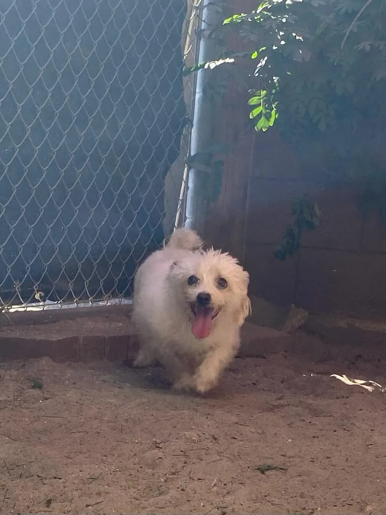 An adult small-sized female Shih Tzu dog named Koko for adoption in Coachella, CA