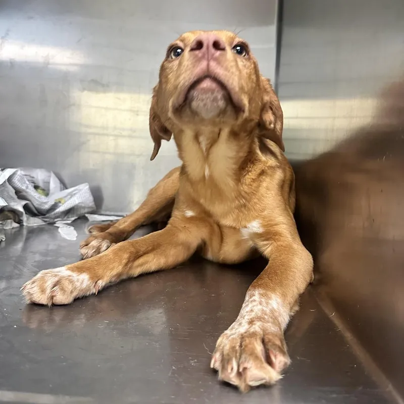 A young small-sized female Yellow / Tan / Blond / Fawn Mixed Breed dog named Alexandra for adoption in Charleston, WV