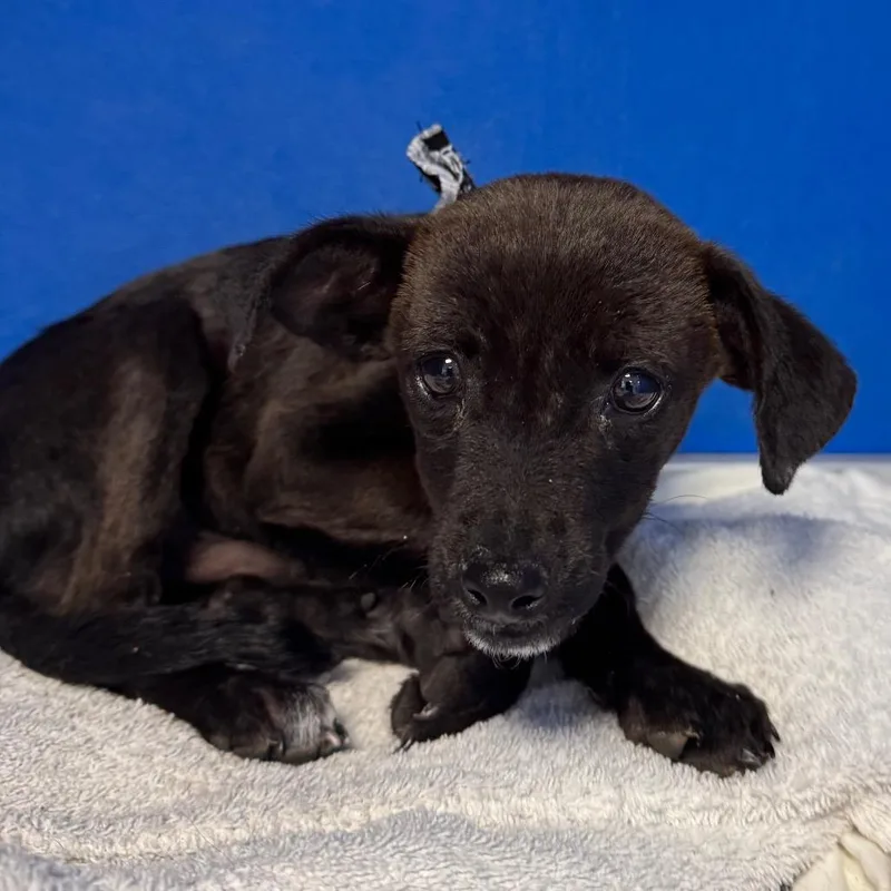 A baby small-sized male Mixed Breed dog named 111162 for adoption in Las Cruces, NM