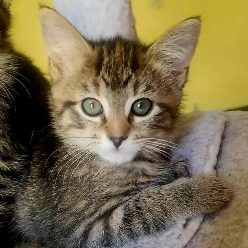 A baby medium-sized female Domestic Short Hair cat named Jennie for adoption in Candler, NC