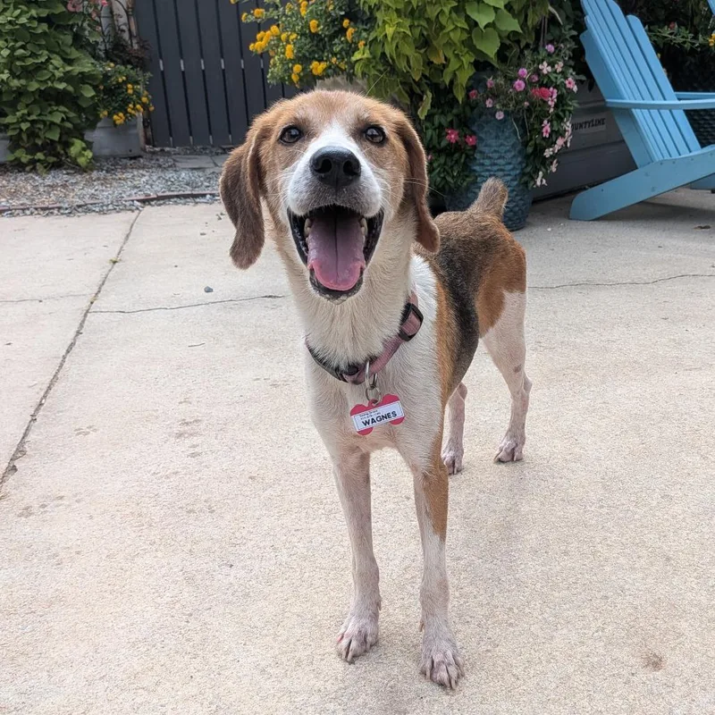 An adult medium-sized female Brown / Chocolate Hound dog named Wagnes for adoption in Wake Forest, NC