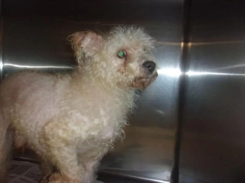 An adult small-sized male Terrier dog named Yoshi for adoption in Van Nuys, CA