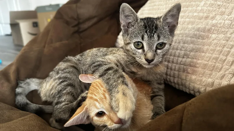 A baby medium-sized female Tabby (Brown / Chocolate) Tabby cat named Elegant Etta for adoption in Columbia, SC