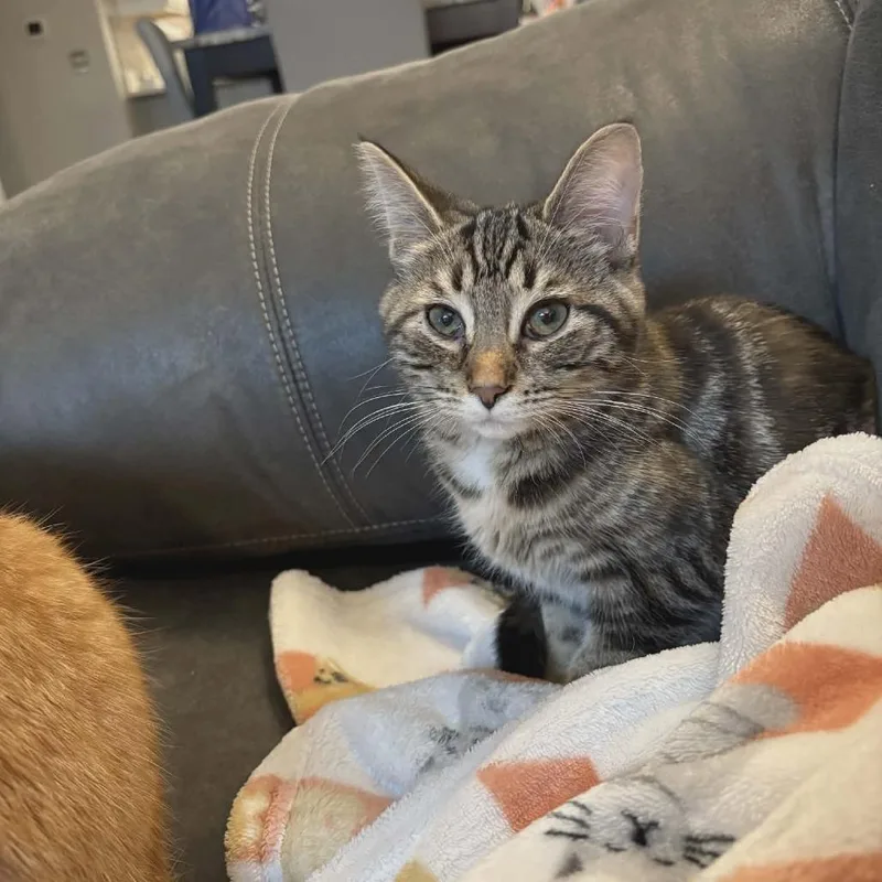 A young small-sized female Gray / Blue / Silver Domestic Short Hair cat named Dorothy for adoption in Toledo, OH