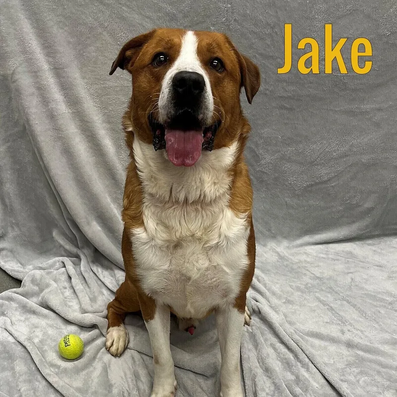 An adult large-sized male Brown / Chocolate Shepherd dog named Jake for adoption in Pleasantville, NJ