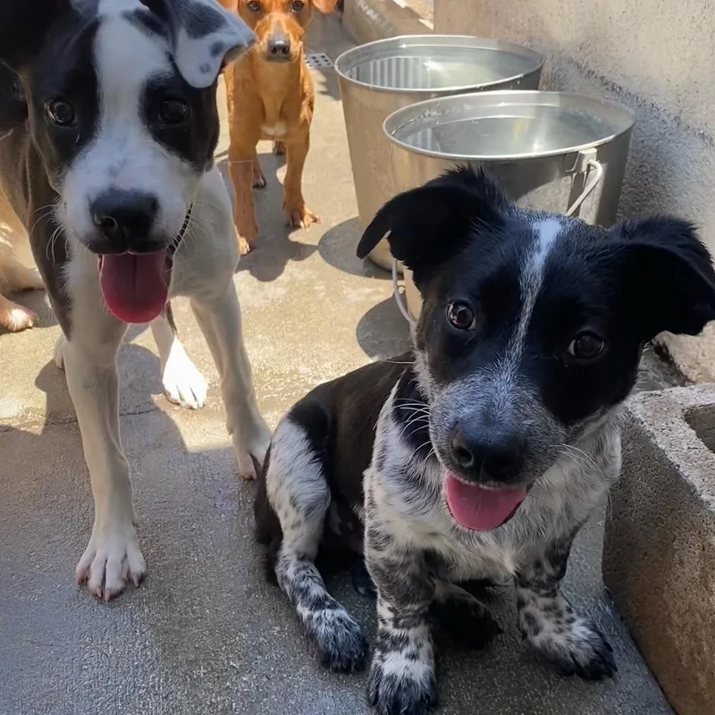 A baby medium-sized male Cattle Dog dog named Buster for adoption in Newport Beach, CA