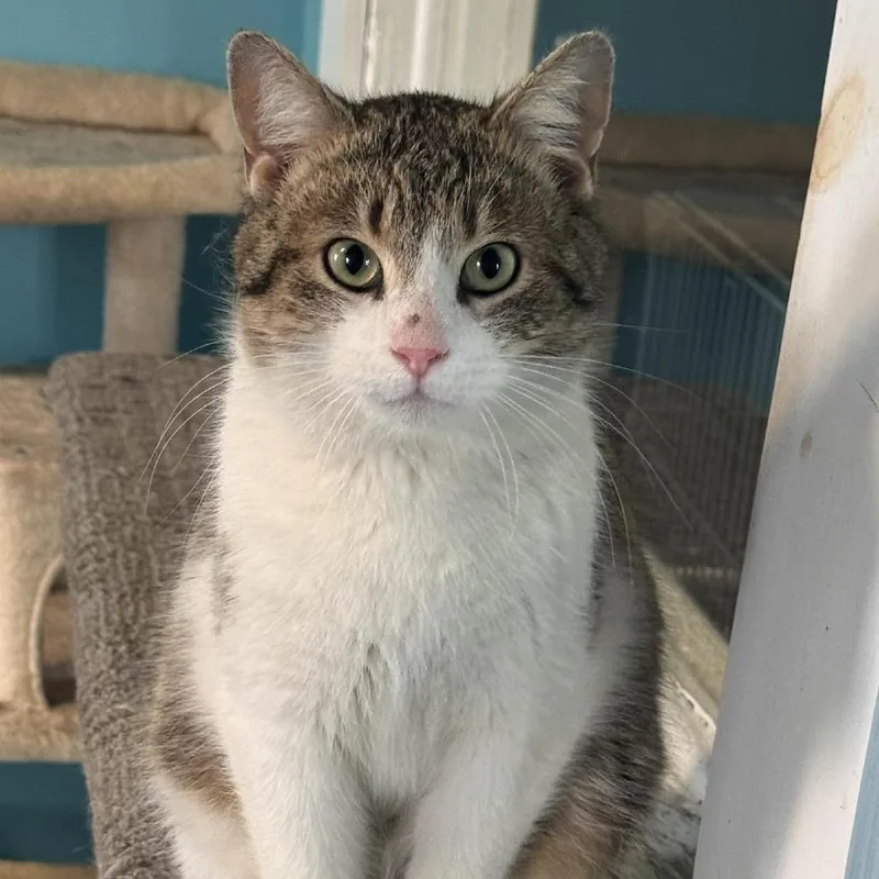 Wonderball thumbnail 2