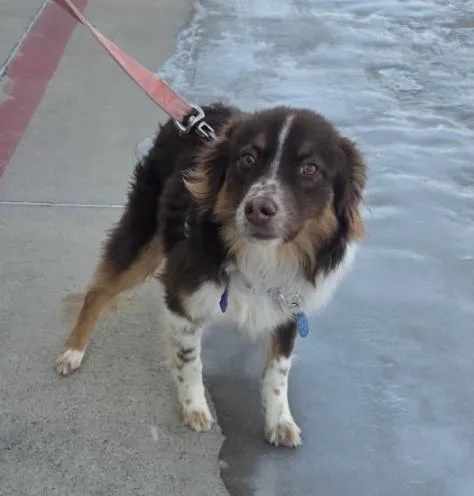 A young medium-sized male Australian Shepherd dog named Rex Orion for adoption in Arlington, TX