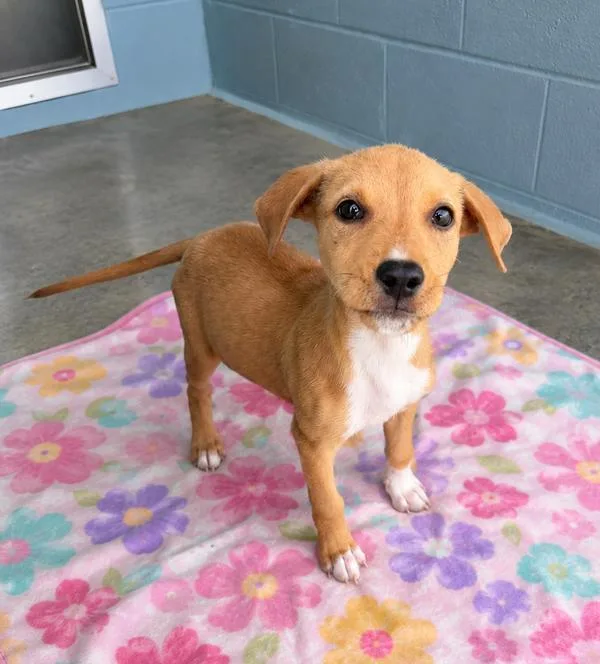 A baby small-sized female Terrier dog named Daisy for adoption in Lafayette, LA