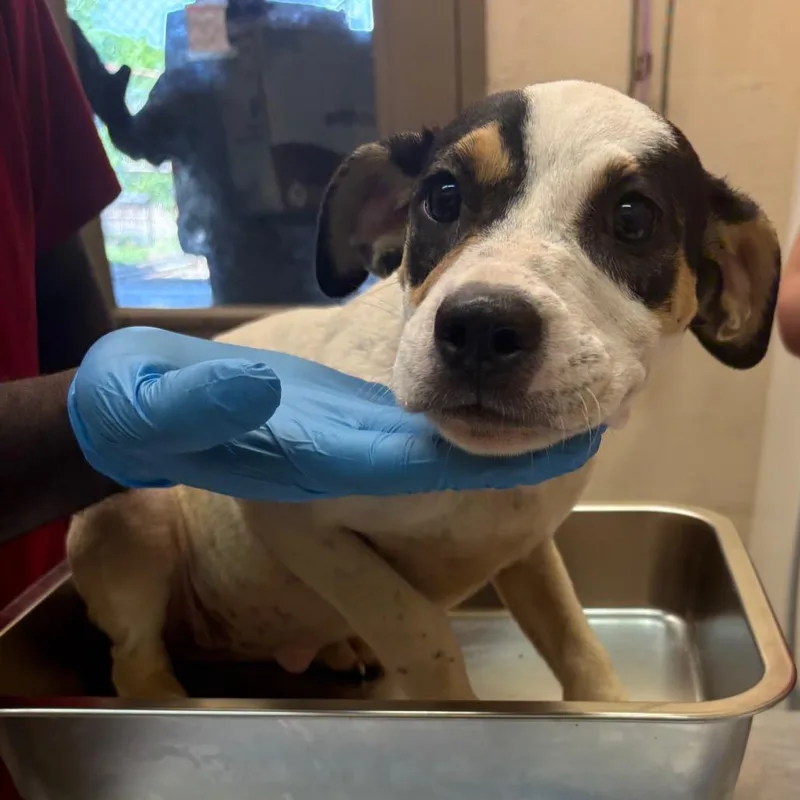 A baby small-sized female Pit Bull Terrier dog named Tawana for adoption in Birmingham, AL