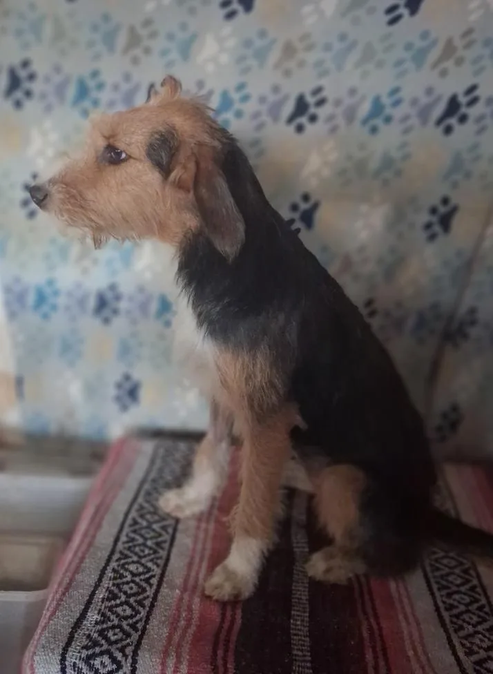 A young medium-sized female Tricolor (Brown, Black, & White) Airedale Terrier dog named Blowwom for adoption in Mena, AR