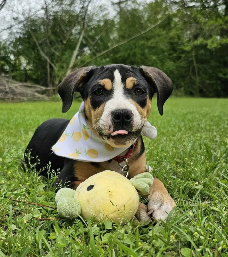 A baby medium-sized female Tricolor (Brown, Black, & White) Mixed Breed dog named Nikki for adoption in BONIFAY, FL