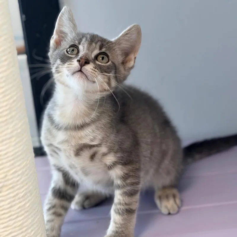 A baby small-sized male Gray / Blue / Silver Domestic Short Hair cat named Nudgy for adoption in Watertown, NY