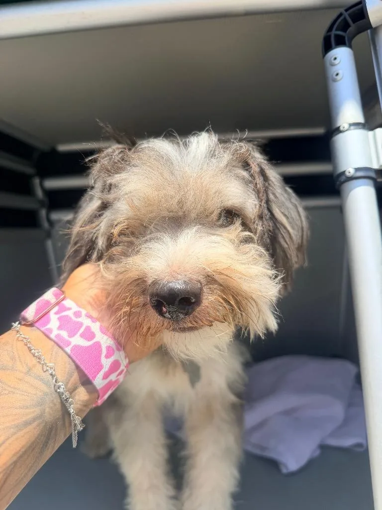 A young medium-sized male Schnauzer dog named Cotten for adoption in Rockport, TX