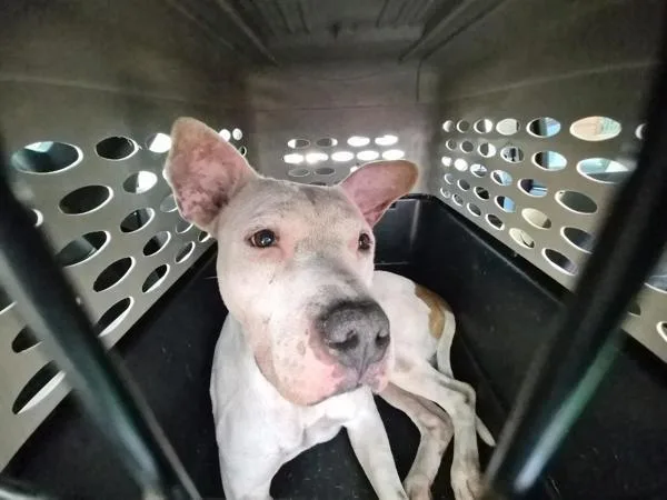 An adult large-sized male Mixed Breed dog named Crotone for adoption in New York, NY