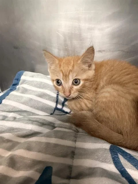 A baby small-sized female Domestic Short Hair cat named Amo for adoption in Fort Walton Beach, FL