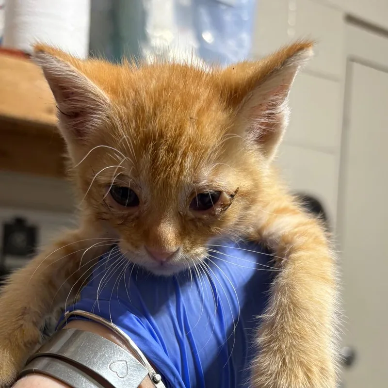 A baby small-sized male Orange / Red Domestic Short Hair cat named Echo   grey for adoption in Milton, FL