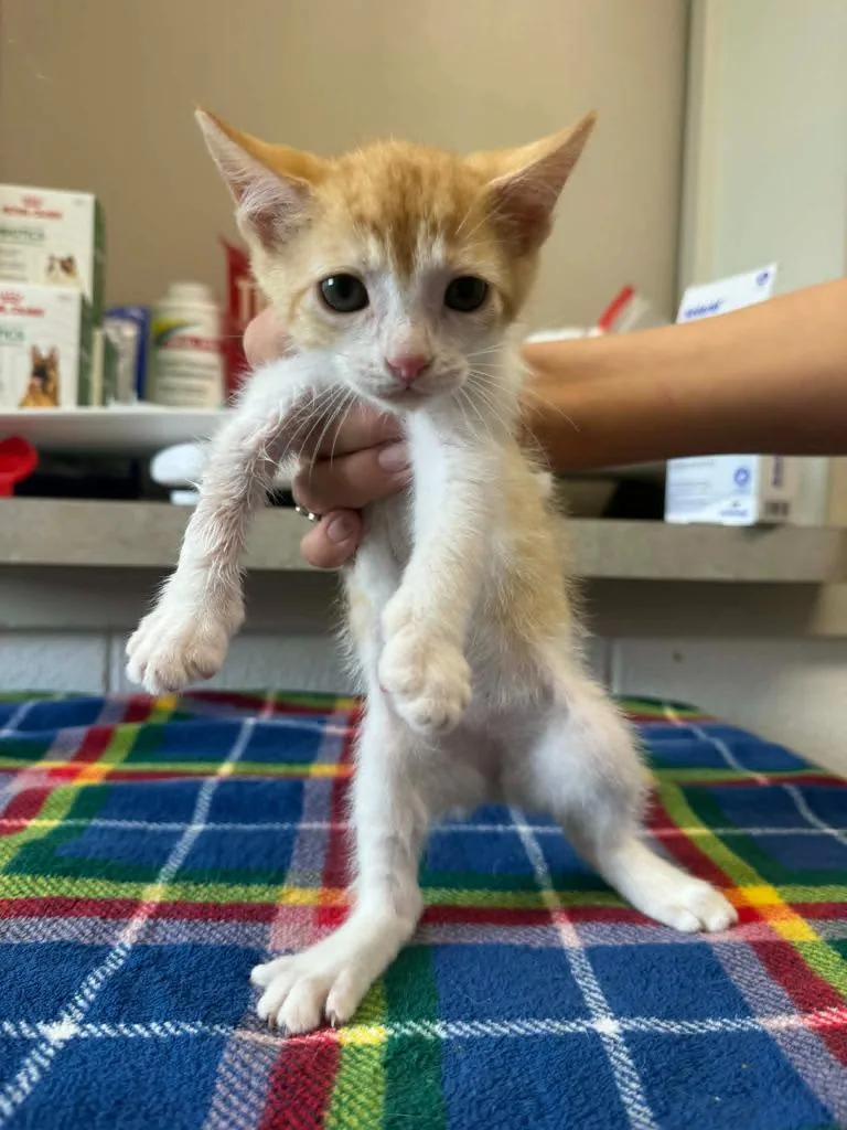 A baby medium-sized female Domestic Short Hair cat named Dwight for adoption in Marion, OH