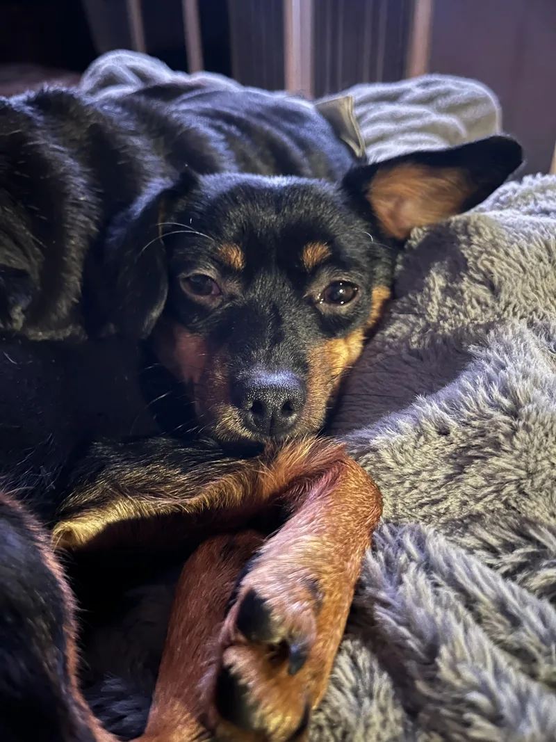 An adult small-sized female Miniature Pinscher dog named Smilz for adoption in Windsor, CO