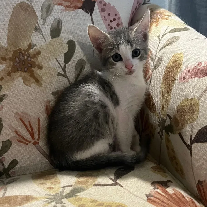A baby small-sized male Gray / Blue / Silver Domestic Short Hair cat named Meowssi for adoption in Valdosta , GA